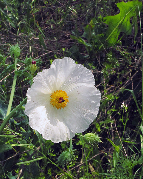 Prickly Poppy 2024